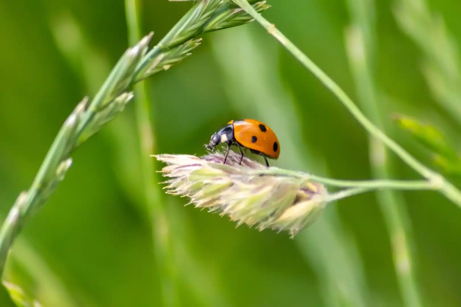 biologische bestrijding