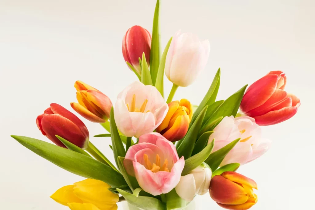 hoe zorg je ervoor dat tulpen niet gaan hangen